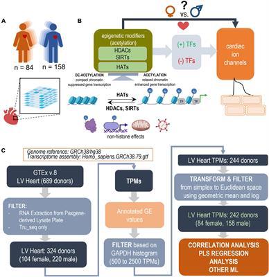 Sex-dependent transcription of cardiac electrophysiology and links to acetylation modifiers based on the GTEx database